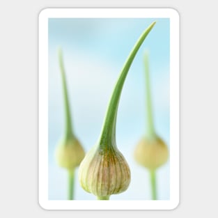 Allium ampeloprasum  'Elephant'  Elephant garlic  Flower buds Sticker